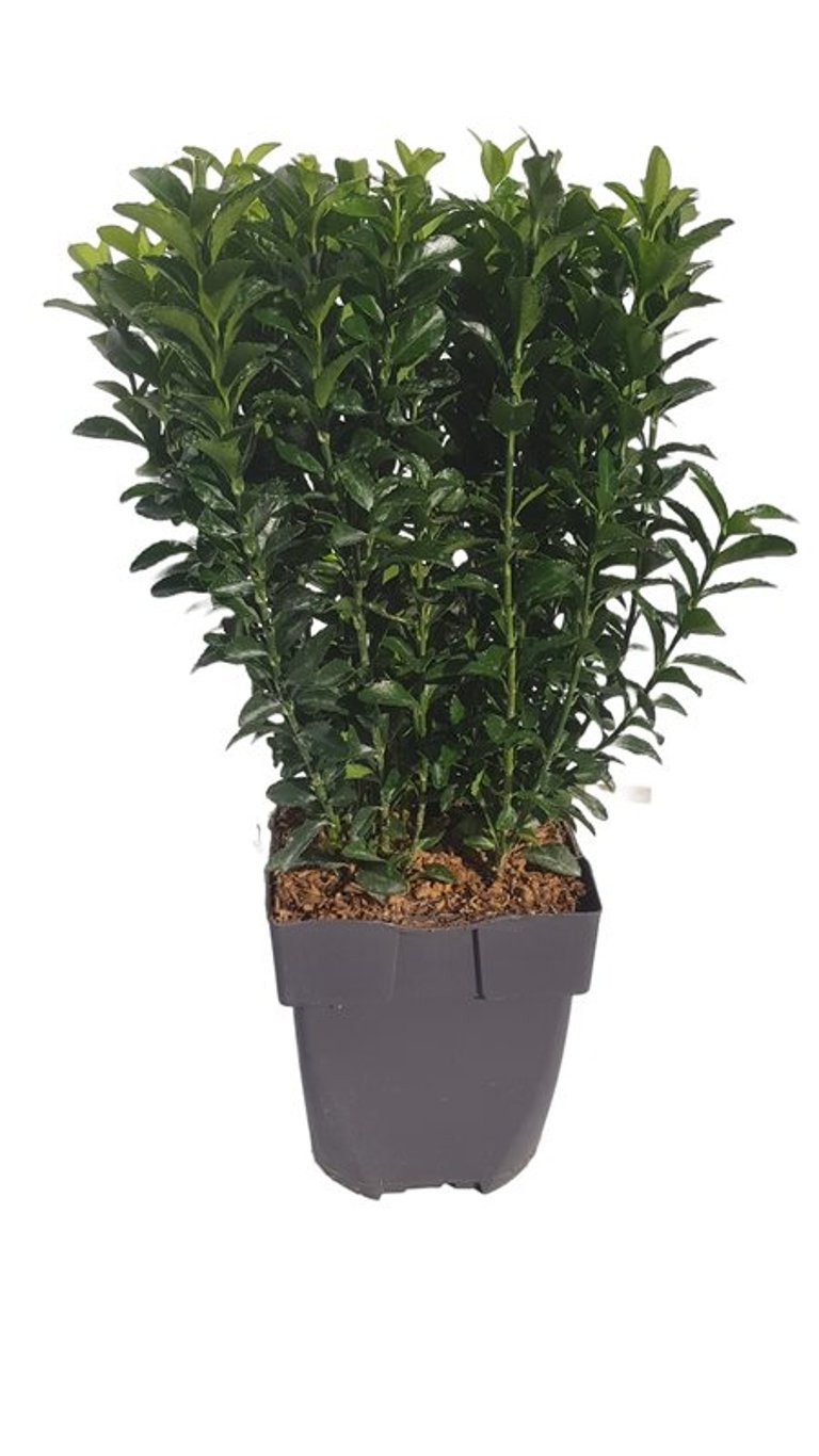 Euonymus jap. 'Green Spire' - C2